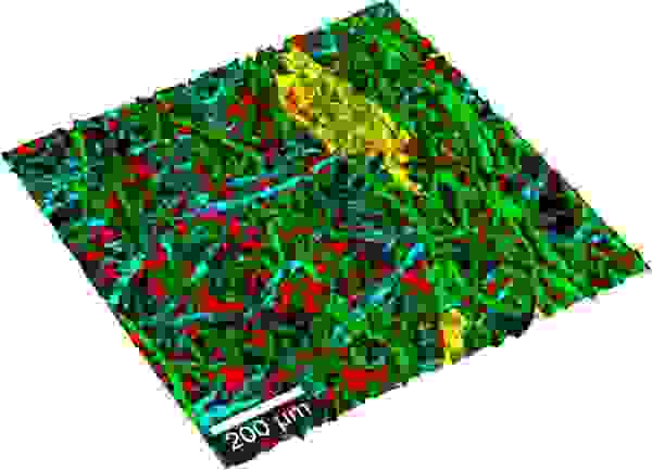  Topografisches Raman-Bild von Zellulosefasen (Papier)