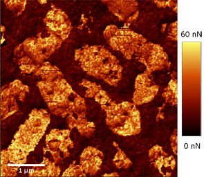 Fossile Bakterien als AFM-Bild (im Pulsed Force Modus). Das Bild zeigt Unterschiede in der Adhäsion der Probenoberfläche.