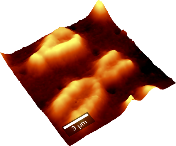 AFM-Bild eines menschlichen Chromosoms.