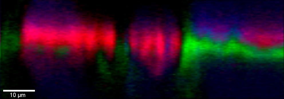 Kugelschreiberbeschriftung auf Papier, analysiert mithilfe eines Tiefenprofils in z-Richtung (Grün: Stift I; Rot: Stift II).