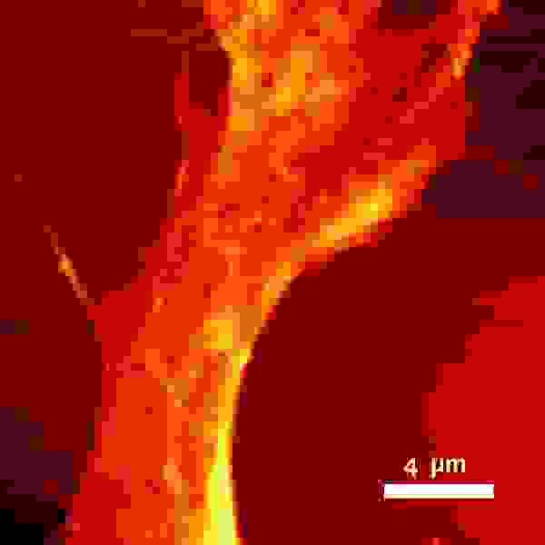 AFM-Bild einer HeLa-Zelle.