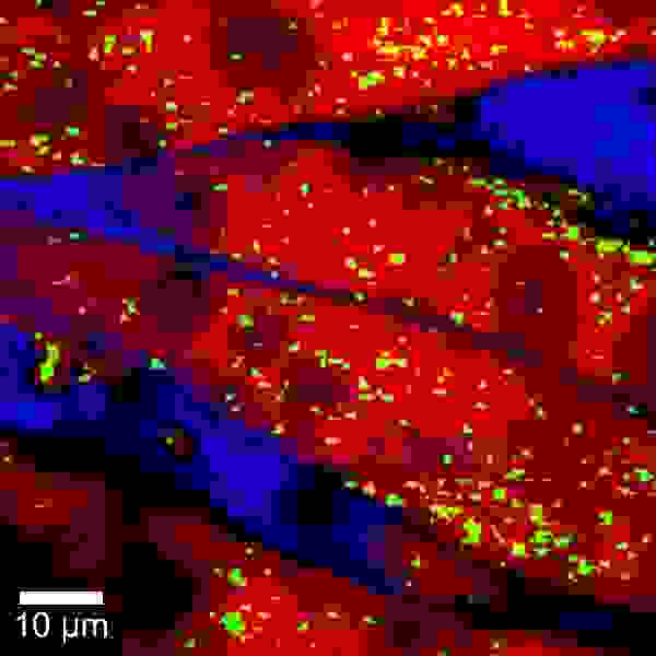 Raman-Bild einer porösen Membran