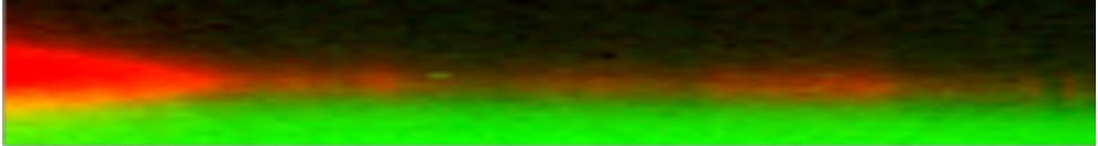 Raman image of a coating of a syringe