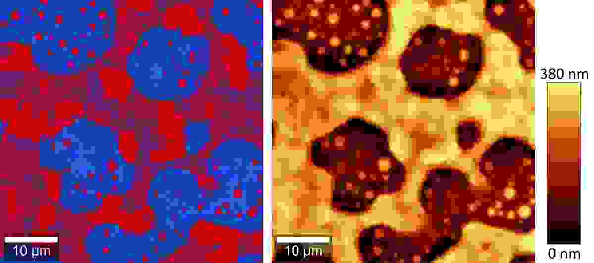 Raman-Bild und AFM-Topografie einer Polymermischung