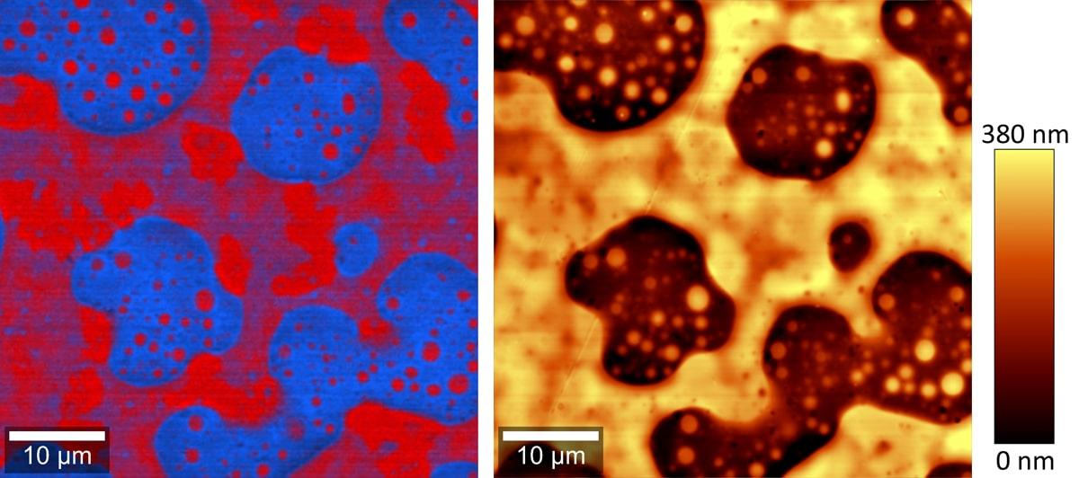 WITec Raman AFM polymer blend