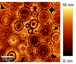 alpha300A topography woodlouse