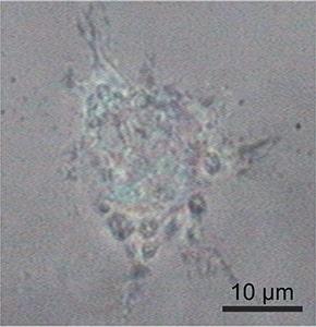 Weißlicht Bild einer Zelle