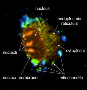 Raman Bild einer Zelle