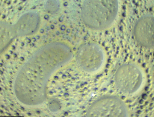 Polymer blend of PS and PMMA in differential interference contrast (DIC) microscopy